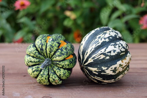 carvinal acorn squash photo