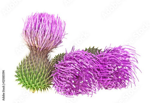 Milk Thistle plant (Silybum marianum) herbal remedy. Scotch this