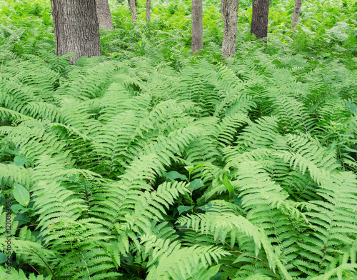 620-33 Ferns grow in profusion among a forest