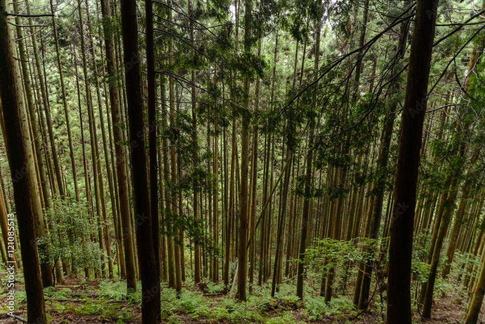 Naklejka premium Coniferous Forest