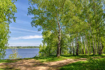 Fotobehang Berkenbos Berkenbos met bladeren langs rivier  © Iri_sha