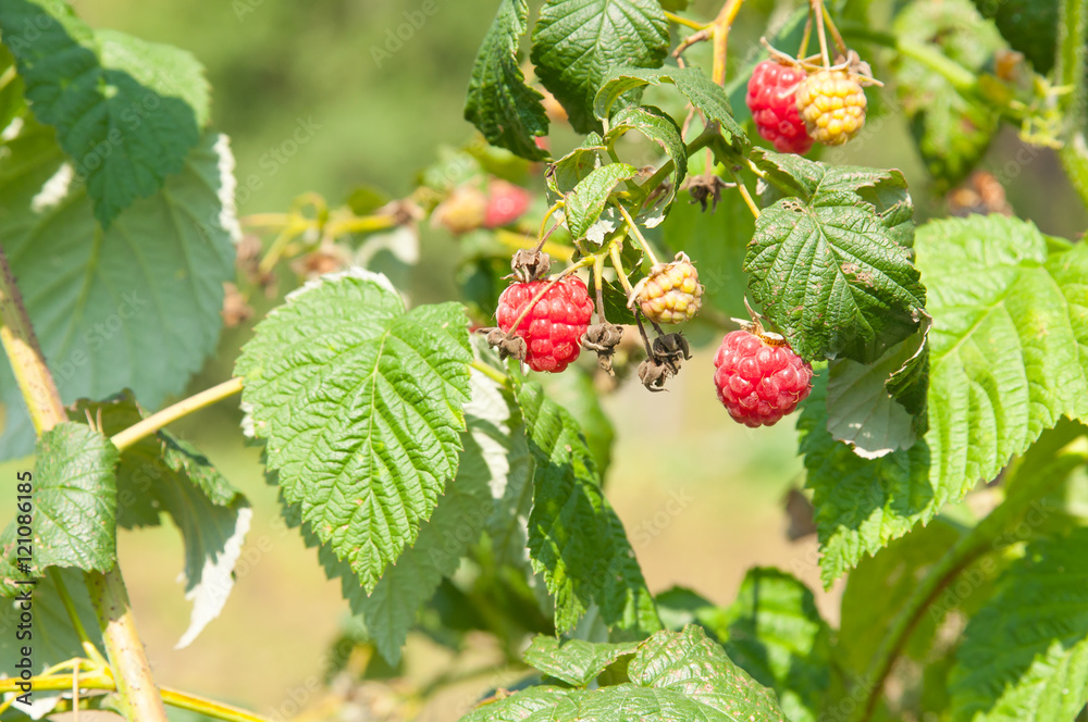 ripe raspberries growing on a branch