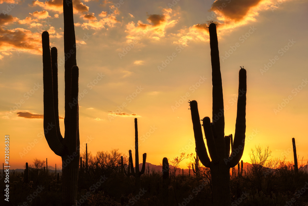 Sunset at Saguaro National Park, Tucson, Arizona