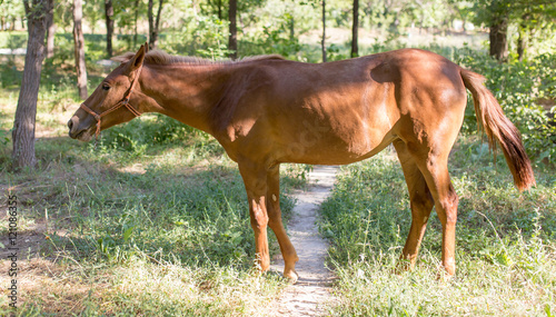 horse in a park on the nature