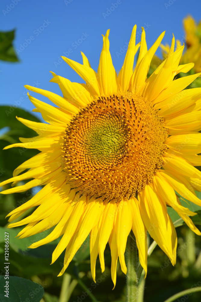 Close up on sunflower on the sunflowers field. Close up on sunflower on the sunflowers field.