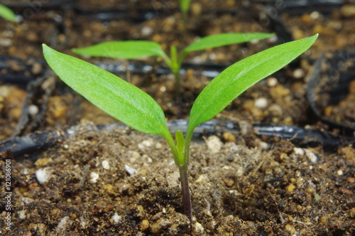 ピーマンの若苗