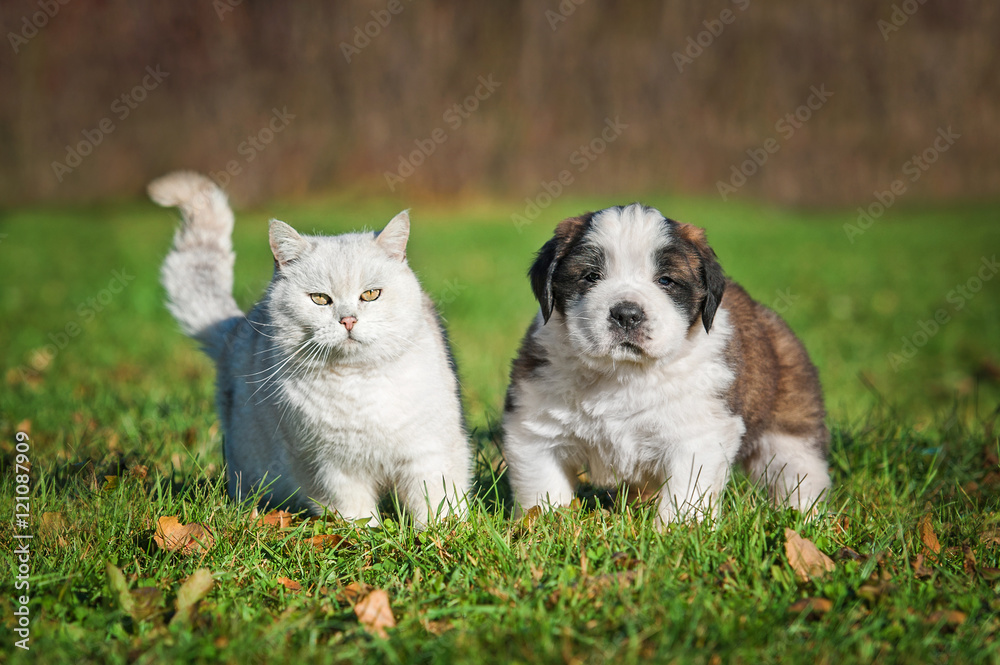 Saint bernard puppy with a british shorthair cat