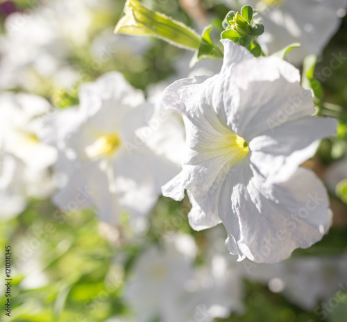 Fototapeta Naklejka Na Ścianę i Meble -  beautiful white flower in nature