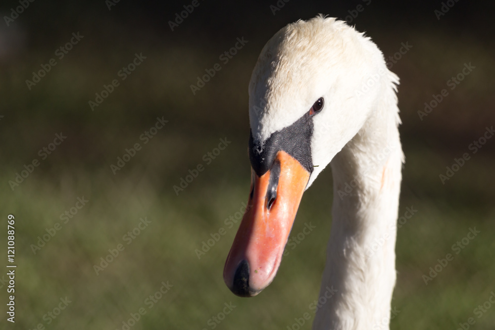 White swan in the zoo White swan in the zoo