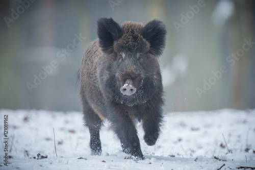 Photography Wild boar male in the forest/wild animal in the nature habitat/Czech Republic