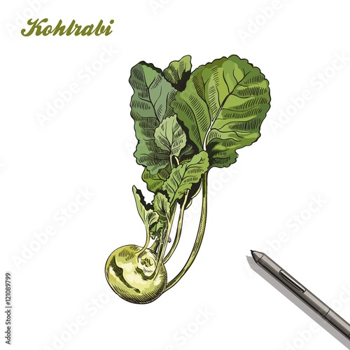 kohlrabi. harvesting. colored illustration made by hand.