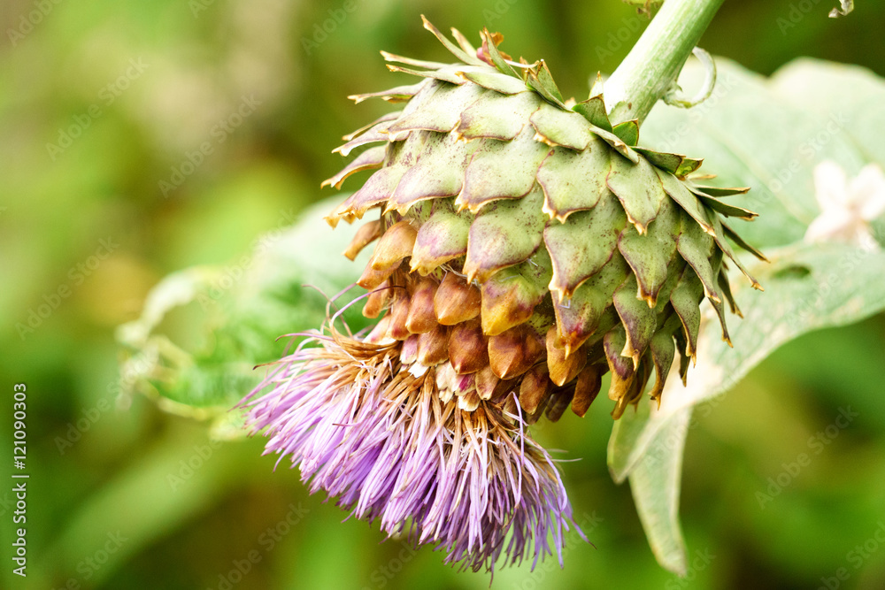 Thistle Flower Thistle Flower