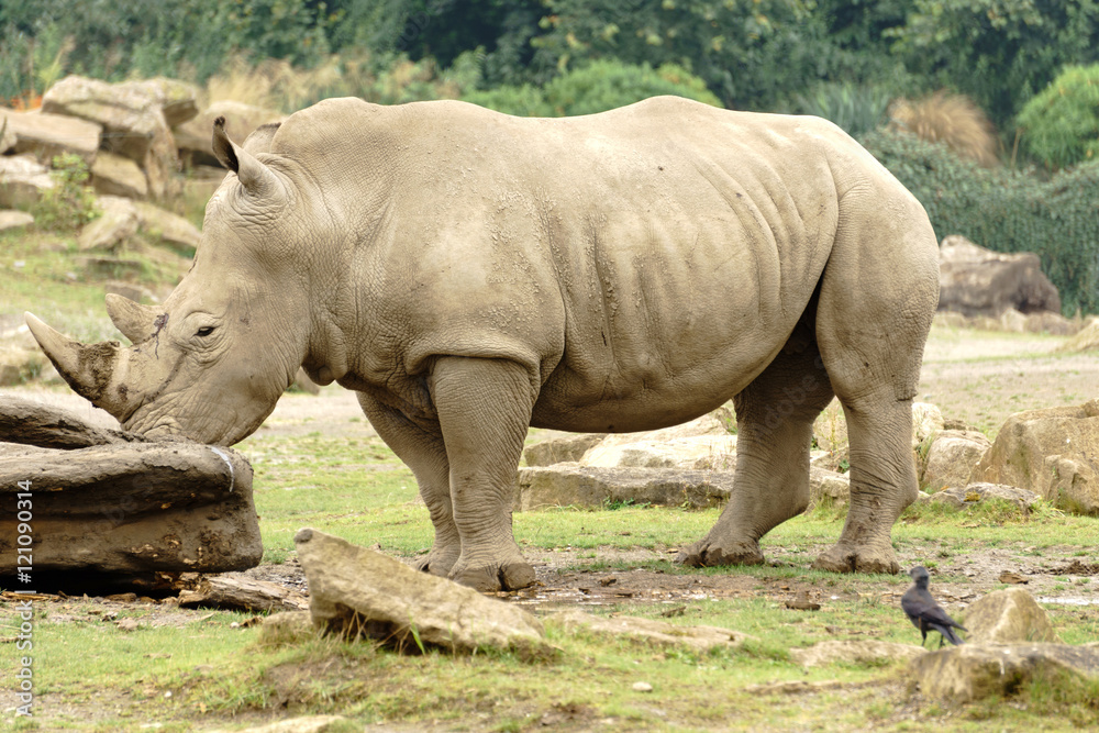 Fototapeta premium Rino