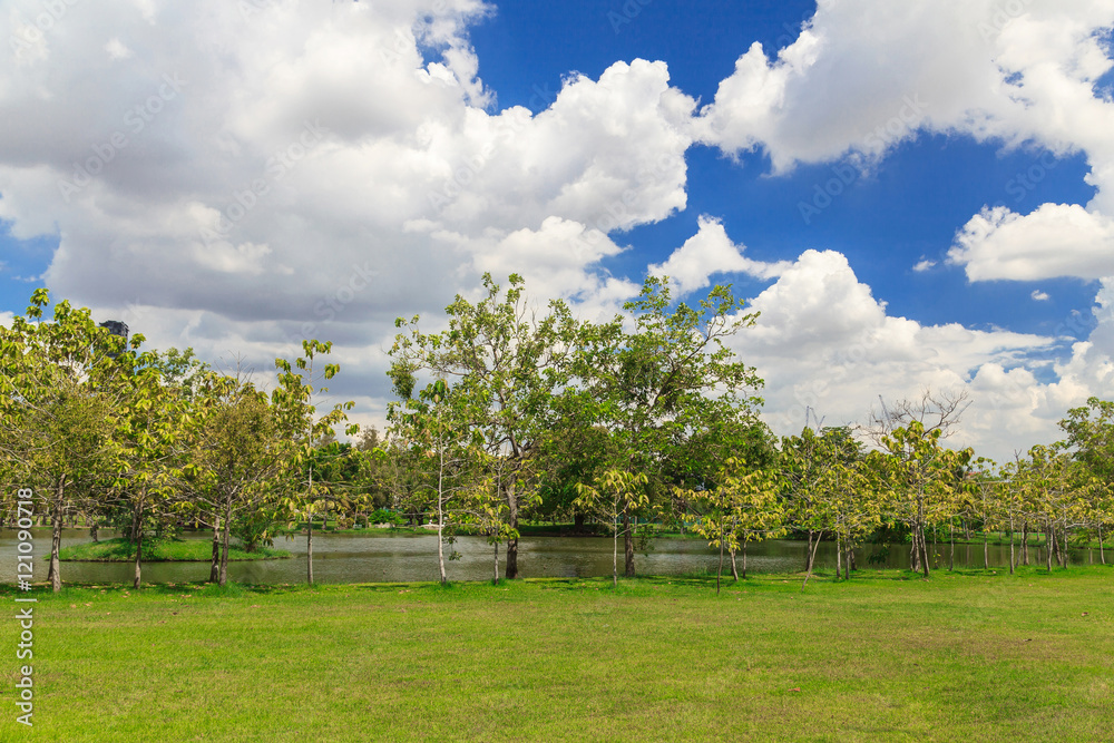 Green trees in beautiful park