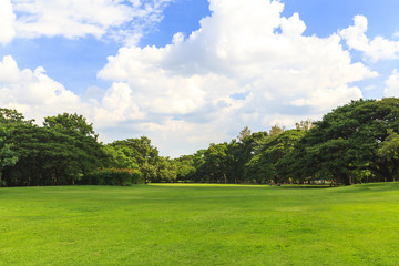 Green trees in beautiful park