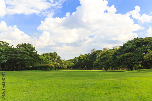 Fototapeta Naklejka Na Ścianę i Meble -  Green trees in beautiful park