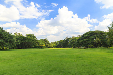 Green trees in beautiful park