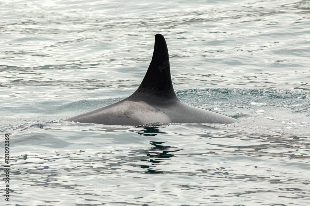 Obraz premium Killer Whale - Orcinus Orca in Pacific Ocean. Water area near Kamchatka Peninsula.