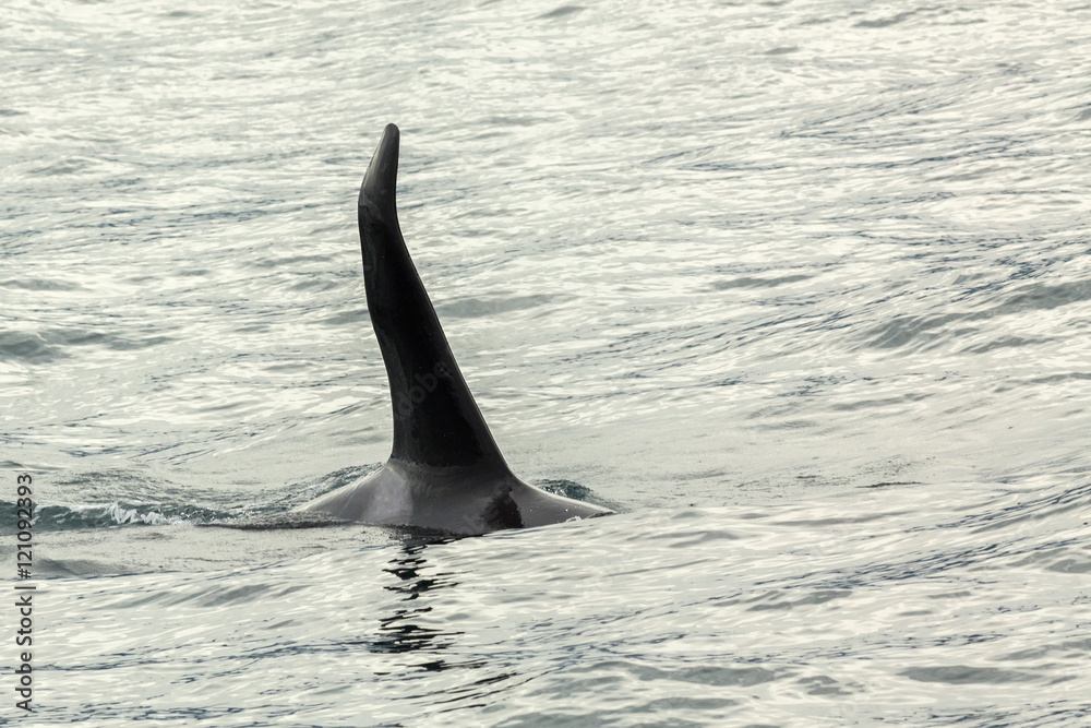 Fototapeta premium Killer Whale - Orcinus Orca in Pacific Ocean. Water area near Kamchatka Peninsula.