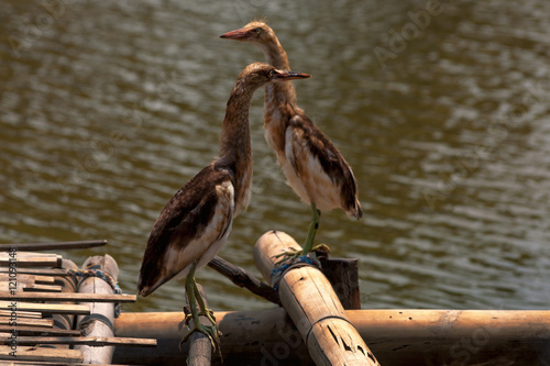 chinese pond heron (ardeola bacchus) on the dock