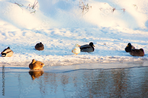 Kaczki na śniegu