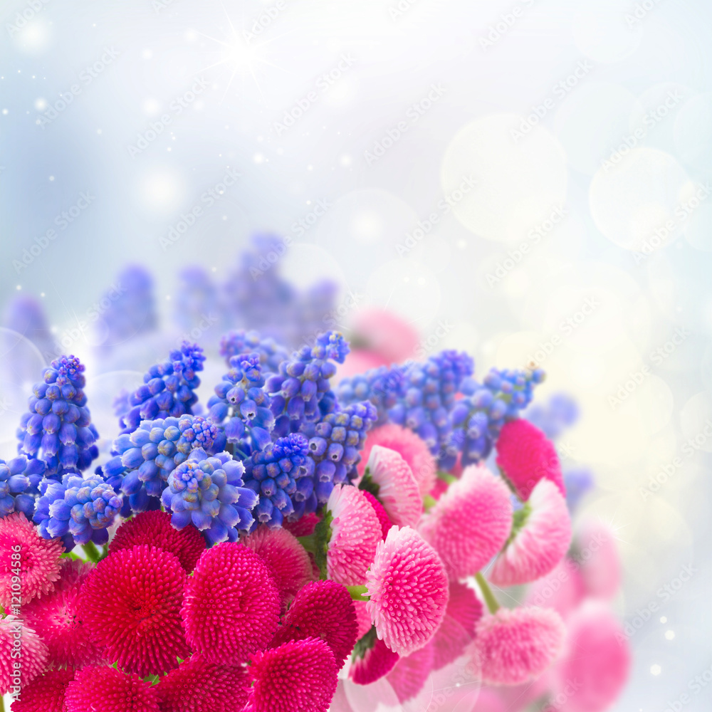 Muscari and Daisy Flowers
