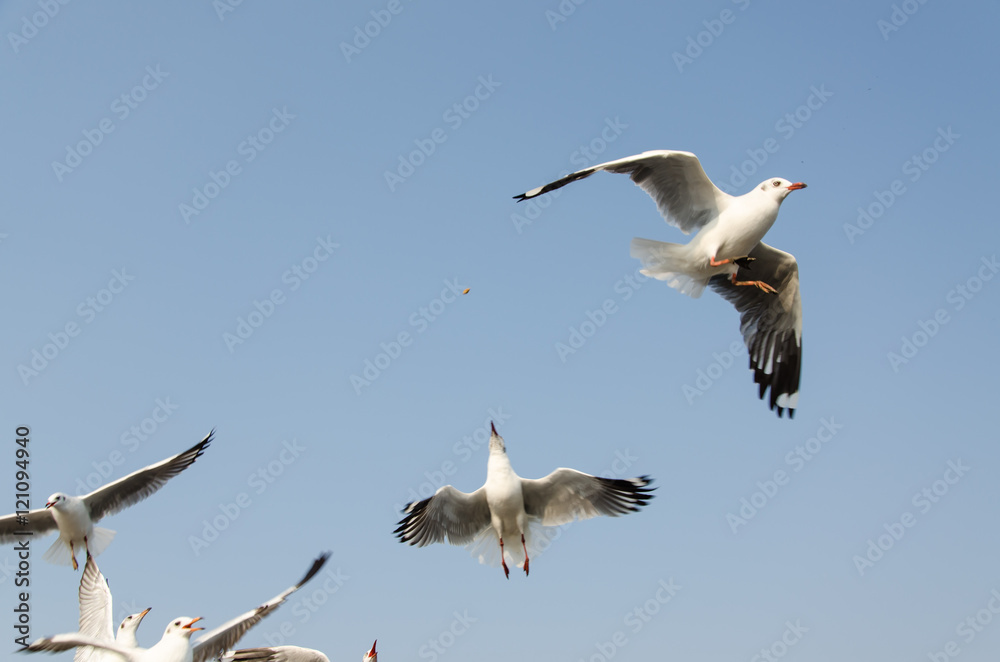 Obraz premium Seagulls flying on the sea.