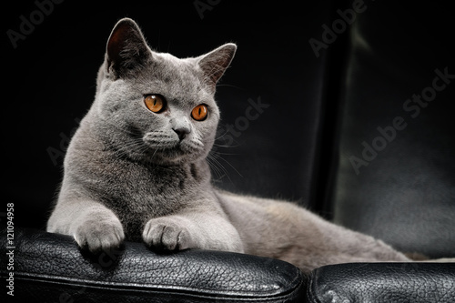 Fototapeta Naklejka Na Ścianę i Meble -  Kartäuser katze