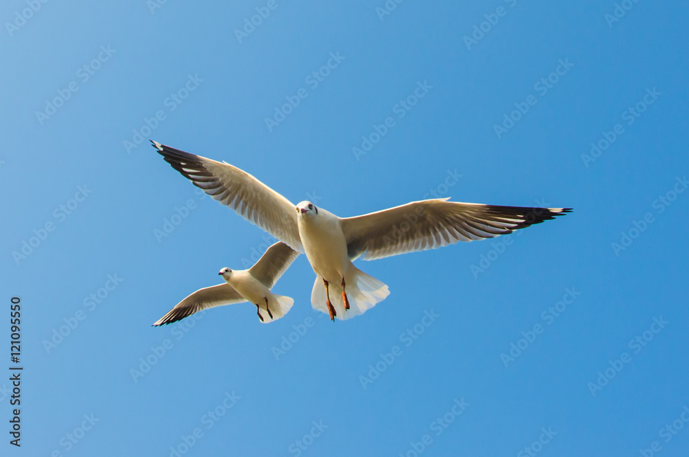 Fototapeta premium Seagulls flying on the sea.