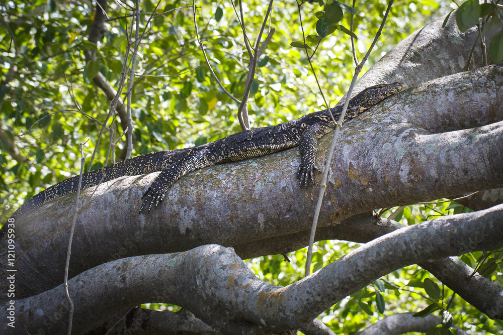Fototapeta premium varan