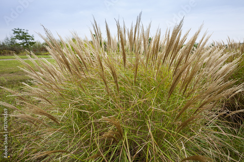Bild auf Leinwand Chinaschilf, (Miscanthus sinensis), Nordrhein-Westfalen, Deutschland, Europa