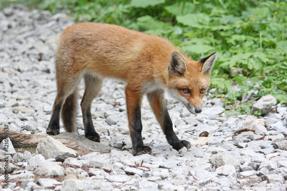Curious young red fox looking warily, standing on stones Curious young red fox looking warily, standing on stones