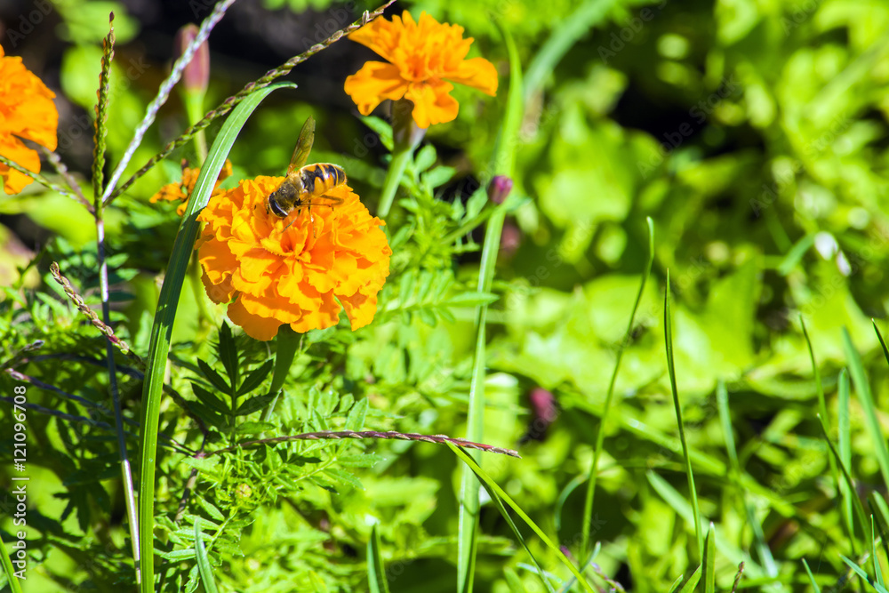 Marigolds flowers. green leaves. celebration. gift. Bee Marigolds flowers. green leaves. celebration. gift. Bee