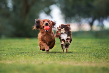 Acrylglasbilder Hund Zwei kleine Hunde spielen draußen  © otsphoto