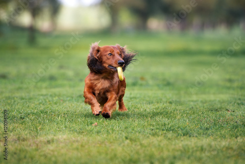 happy dachshund dog running outdoors with a toy