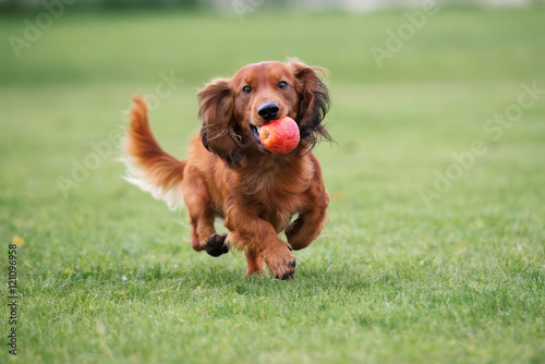 funny dachshund dog playing with an apple