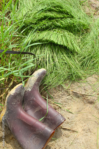 brown boot for working in rice field © joysugarplum
