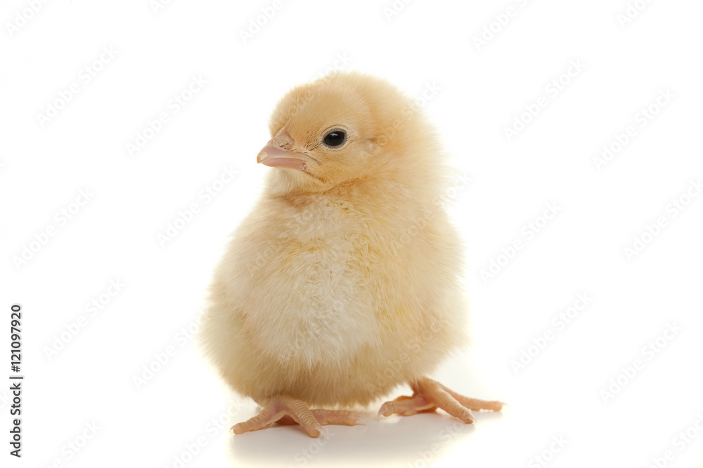 Small fluffy chickens Small fluffy chickens