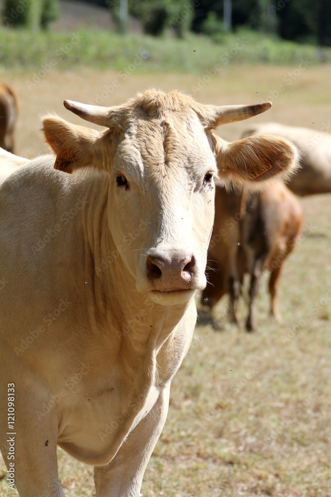 troupeau de vaches Aubrac en Aveyron
