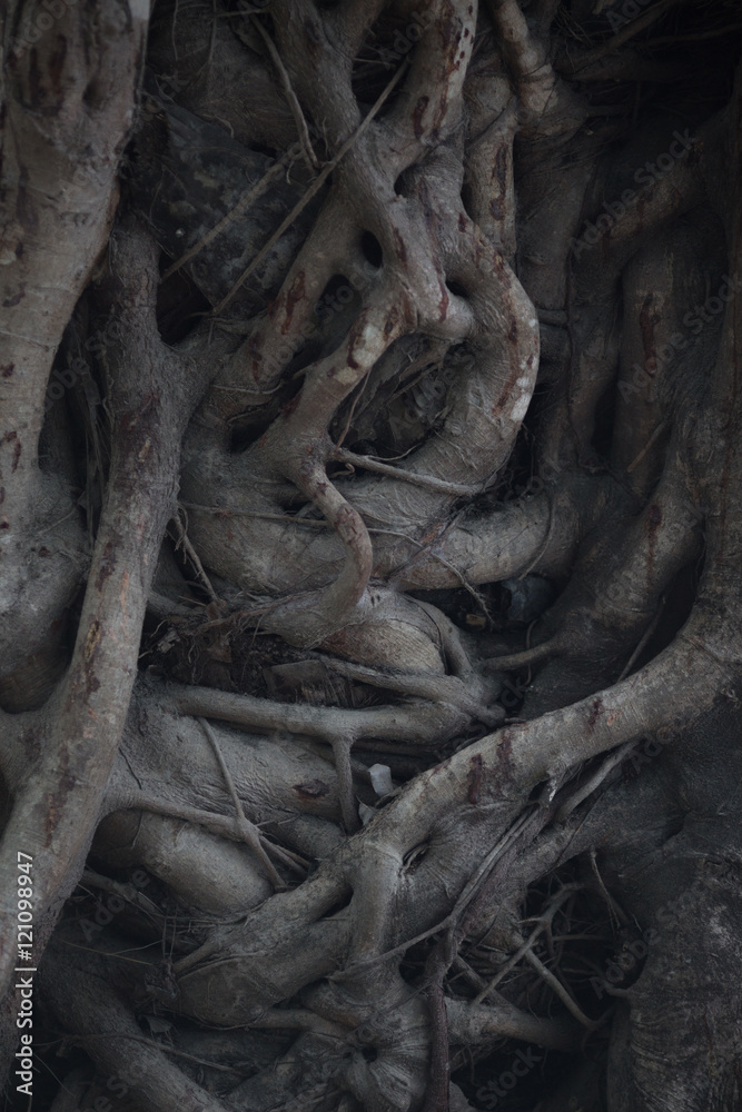 Ancient tree roots