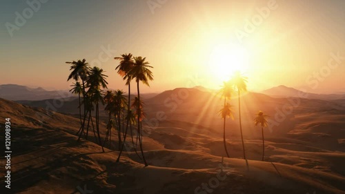 palms in desert at sunset