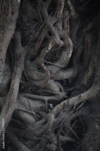 Ancient tree roots