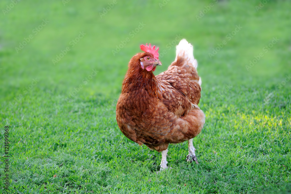 Fototapeta premium chicken grazing on the grass