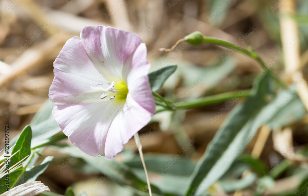 Fototapeta premium beautiful white flower in nature