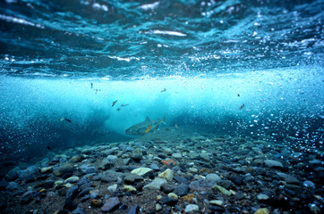 Fototapete Unterwasser Buckellachs am Flussgrund von Hokkaido  © derusu