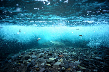 Fototapete Unterwasser Buckellachse im Flussbett von Shiretoko  © derusu