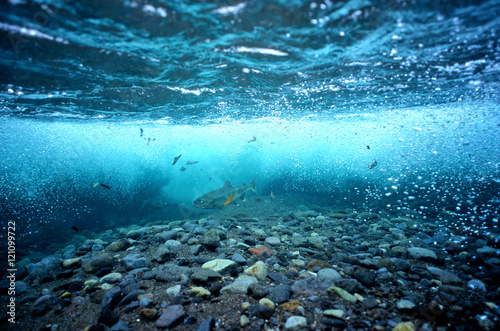 カラフトマスの居る知床の川底