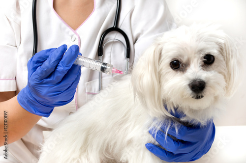 Fototapeta Naklejka Na Ścianę i Meble -  Dog vaccinated by veterinarian