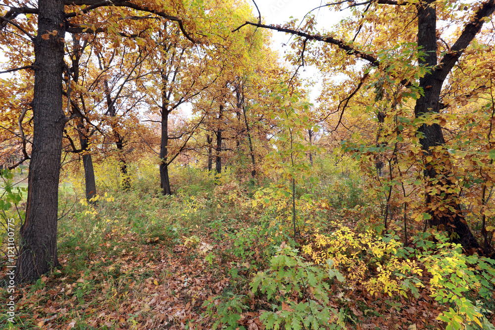 autumn forest autumn forest