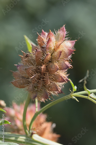 Fruchtstand glyzyrrhiza glabra echtes Süssholz photo